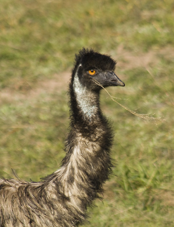 emu 3.jpg